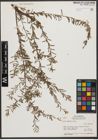 Foto von Salix taxifolia Kunth